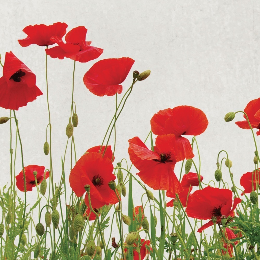TSG Anzac Hours WO